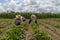 hispanic farmers manual amaranthus planting in a Mexico& x27;s farming field