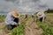 hispanic farmers manual amaranthus planting in a Mexico& x27;s farming field