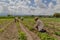 hispanic farmers manual amaranthus planting in a Mexico's farming field