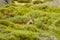 Hispanic goat grazing in a green meadow full of plants in the high mountain of Guadarrama, Spain.