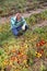 Hispanic grower inspecting diseased tomatoes on farm field