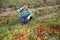 Hispanic grower inspecting diseased tomatoes on farm field