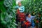 Hispanic horticulturists harvesting red tomatoes in greenhouse