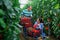 Hispanic horticulturists harvesting red tomatoes in greenhouse