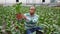 Hispanic male farmer controlling quality of dieffenbachia young plants in greenhouse farm