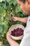 An Hispanic man is harvesting some red coffee beans with a nest