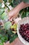 An Hispanic man is harvesting some red coffee beans with a nest