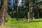 Hispanic practicing yoga in the forest