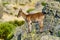 Hispanic wild goat on a rock in the high mountains of the Community of Madrid, Spain.