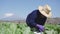 hispanic woman harvesting courgettes from land