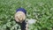 hispanic woman harvesting mexican squash from land