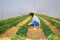 Hispanic woman tending to strawberries in a tunnel