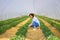 Hispanic woman tending to strawberries in a tunnel