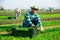 Hispanic workman picking green corn salad on farm field