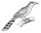 Hispaniolan Lizard Cuckoo or Coccyzus longirostris, vintage engraving