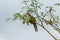 Hispaniolan lizard cuckoo perched at the top of a tree in thin leaf cover