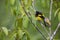 Hispaniolan Oriole - Icterus dominicensis