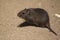 Hispid cotton rat