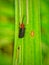 Hispinae are perched on leaves, these insects look like ticks