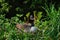 Hissing Canada Goose protecting nest.