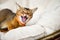 Hissing cat. Abyssinian cat lies in a soft chair, hisses menacingly and raises its paw