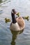 Hissing goose and her goslings float on a lake