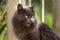 Hissing gray longhair cat