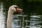 Hissing mute swan