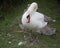 Hissing Swan parent with young