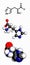 Histidine l-histidine, his, H amino acid molecule.