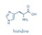 Histidine l-histidine, his, H amino acid molecule. Skeletal formula.