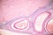 Histological Ovary, Testis and Sperm human cells under microscope.
