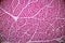 Histological sample Striated muscle Tissue under the microscope.