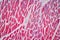 Histological sample Striated Skeletal muscle of mammal Tissue under the microscope.