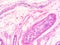 Histology of epiglottis human tissue