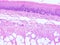 Histology of epiglottis human tissue