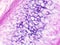 Histology of epiglottis human tissue