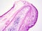 Histology of epiglottis human tissue