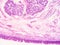 Histology of epiglottis human tissue