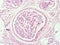 Histology of human adipose tissue