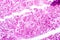 Histology of human pancreatic tissue