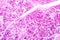 Histology of human pancreatic tissue