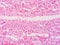 Histology of human tissue