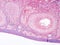 Histology of ovary human tissue
