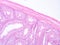 Histology of testis human tissue