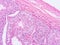 Histology of testis human tissue