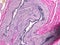 Histology of the Uterus