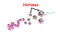 Histone in the structure of DNA. genome sequence. Telo mere is a repeating sequence of double-stranded DNA located at the ends of