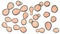 Histoplasma capsulatum yeasts, 3D illustration
