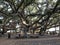 Historic Banyan Tree of Lahaina, Maui, Hawaii